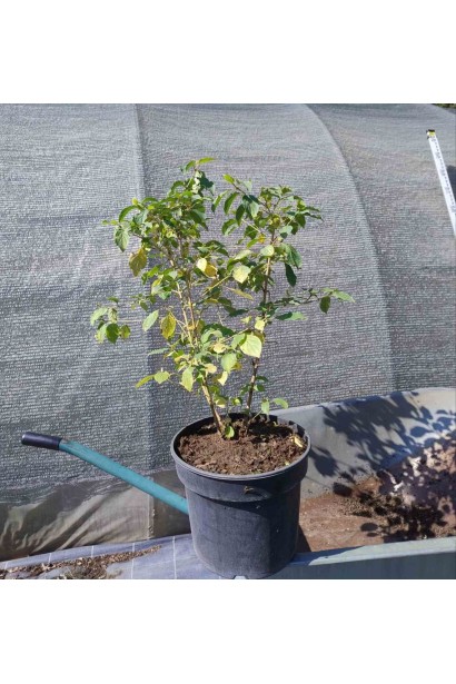 Дерен червоний Мідвінтер Фаєр - 3л/вис.40-60см/Ø40-50см